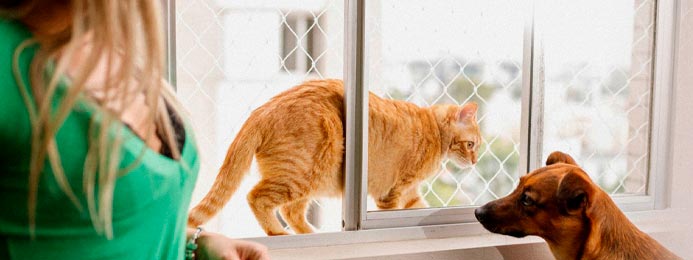 Proteção para pets e crianças em janelas